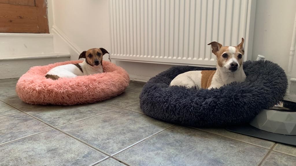 Lizzie and Murphy Have Joined Their Family in the UK 🐕❤️🇬🇧