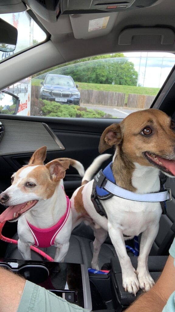 Lizzie and Murphy Have Joined Their Family in the UK 🐕❤️🇬🇧