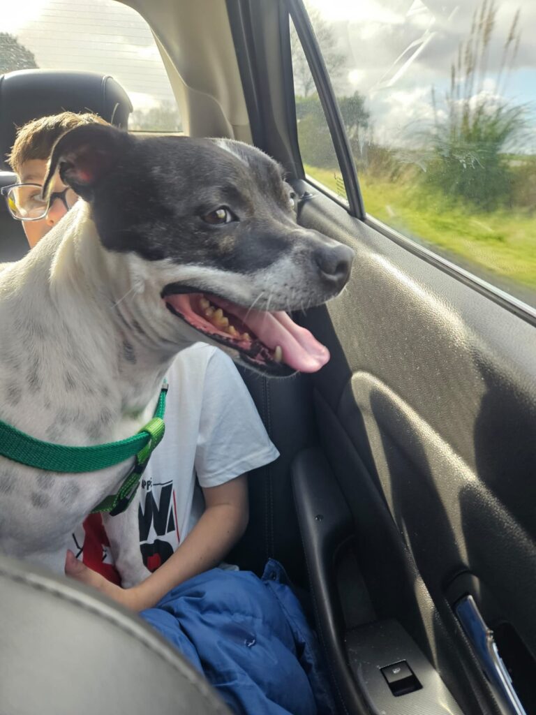 Luna is Safe and Sound in New Zealand 🐕❤️🇳🇿