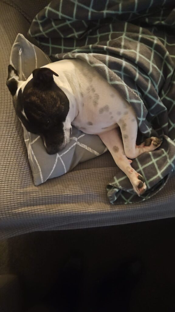 Luna is Safe and Sound in New Zealand 🐕❤️🇳🇿