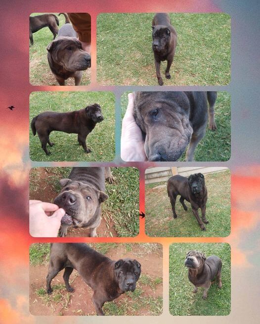 Molly and Peggy at Keringa-Petwings Before They Joined Their Family in Australia 🐶❤️🇦🇺