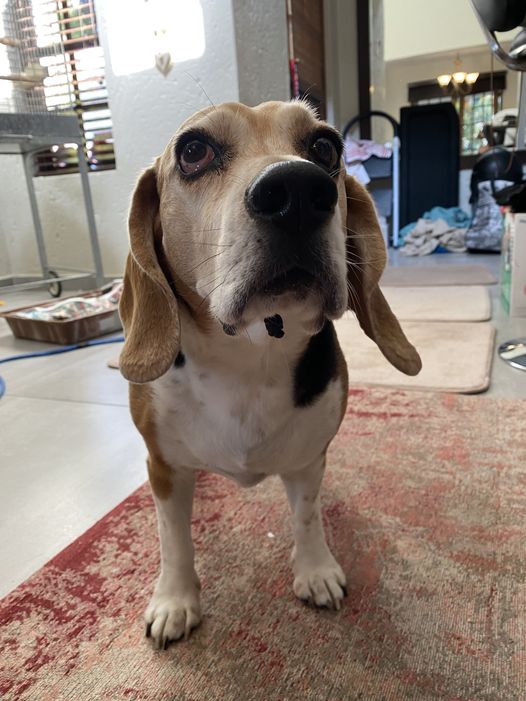 Oliver has Arrived Safely in the USA 🐶❤️🇺🇸