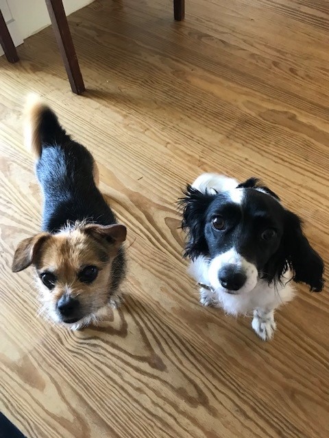 Roxy and Jessie Have Joined Their Family in the USA 🐶❤️🇺🇸