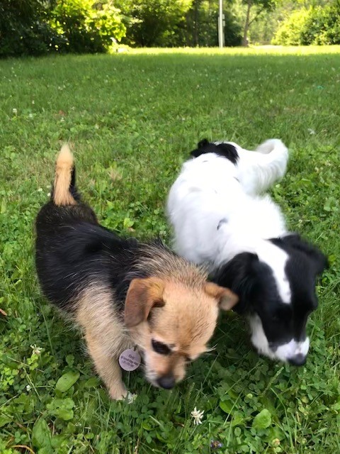 Roxy and Jessie Have Joined Their Family in the USA 🐶❤️🇺🇸