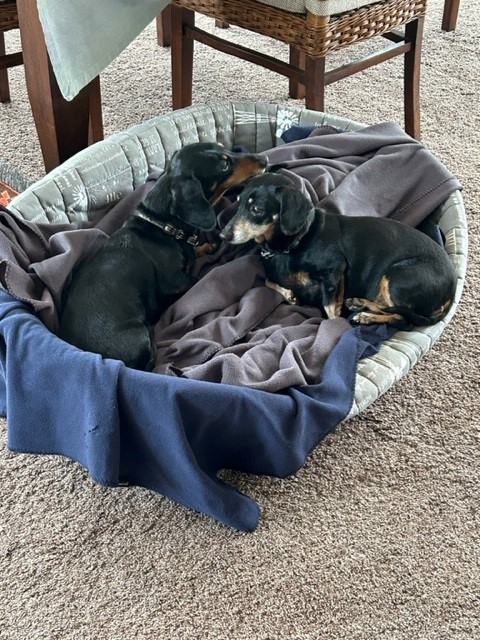 Tammy and Jessy are Safe and Sound in New Zealand 🐕❤️🇳🇿