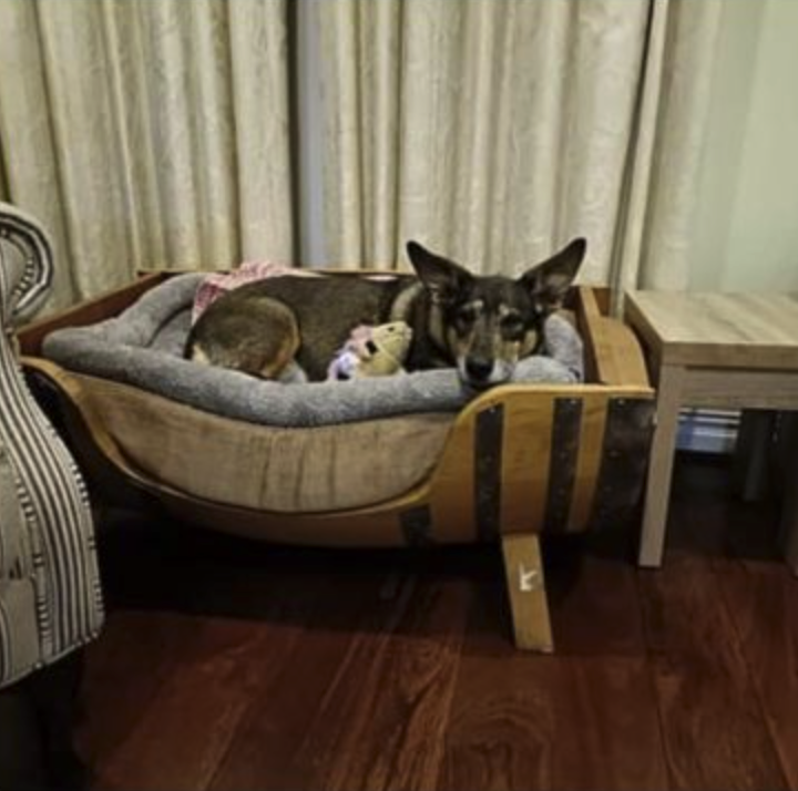 Thomas and Ayla Have Arrived Safely in Australia 🐶❤️🇦🇺