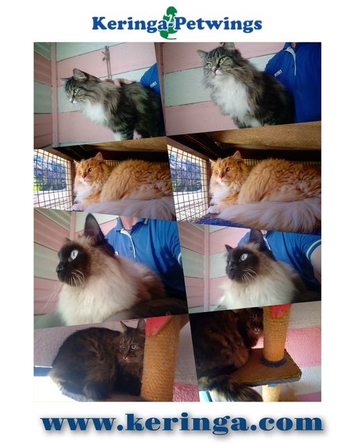 Toby, Lukah, Mouse, and Tristan are Safely in Cape Town❤️🐈🇿🇦