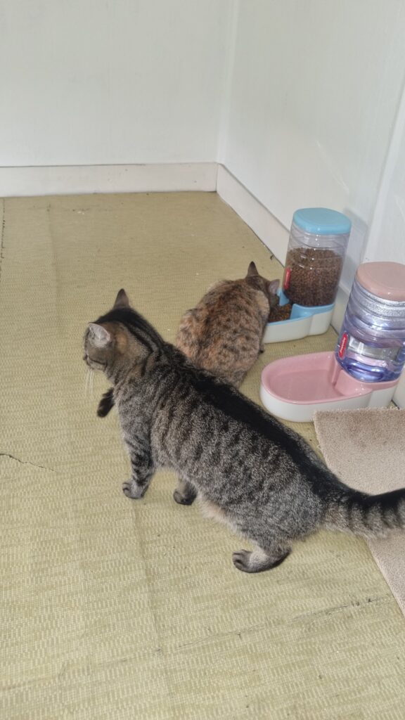 Vixie and Gracie are Safe and Sound in the Netherlands 🐈❤️🇳🇱