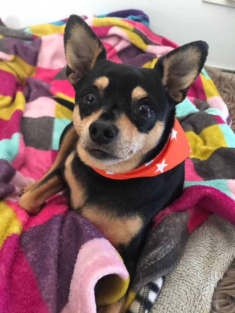 Bella, Chloe, and Milo are Safe and Sound in Portugal 🐶❤️🇵🇹