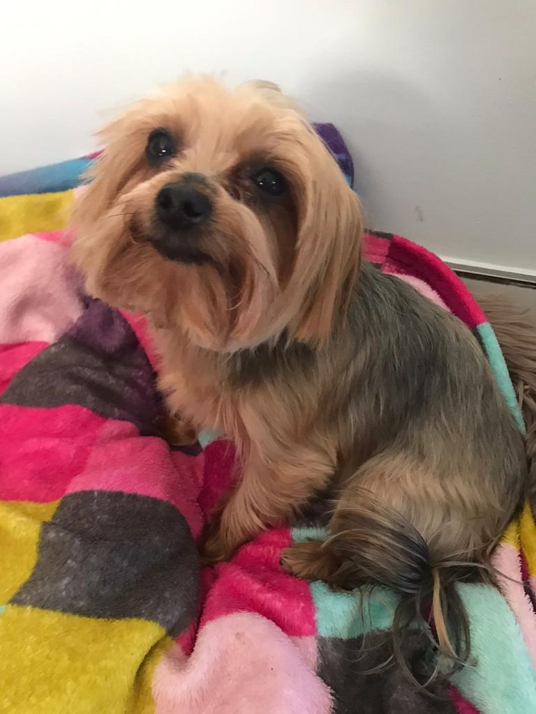 Bella, Chloe, and Milo are Safe and Sound in Portugal 🐶❤️🇵🇹