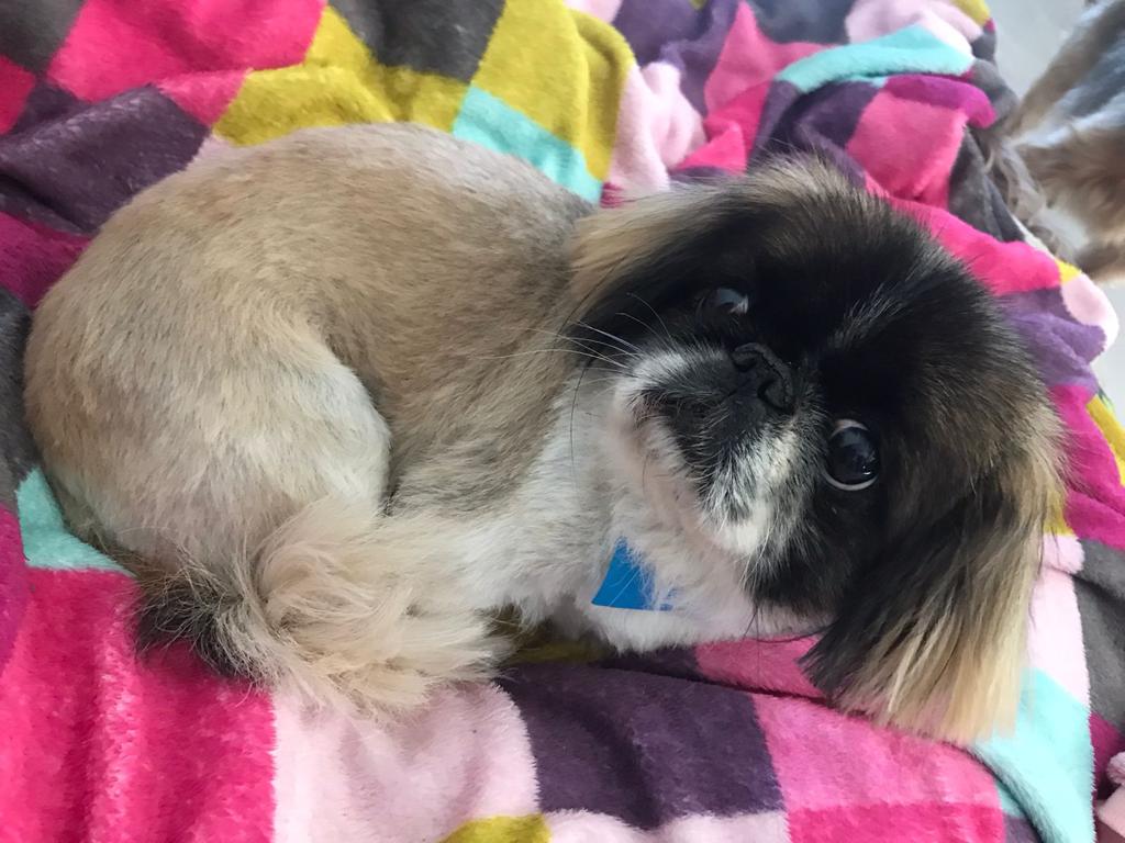 Bella, Chloe, and Milo are Safe and Sound in Portugal 🐶❤️🇵🇹