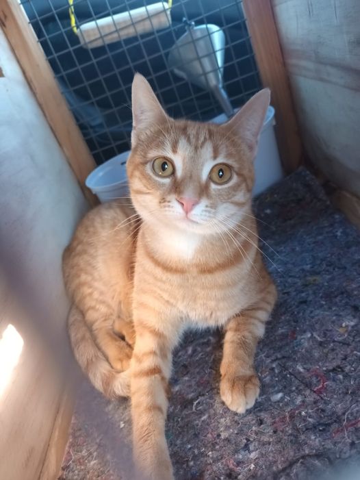 Bella is Safe and Sound in Cape Town After Spending a Few Days at Keringa-Petwings