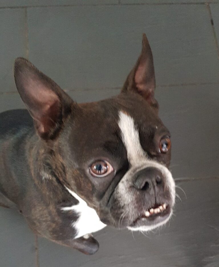 Buddy Has Joined His Family in Guernsey, UK 🐶❤️🇬🇧