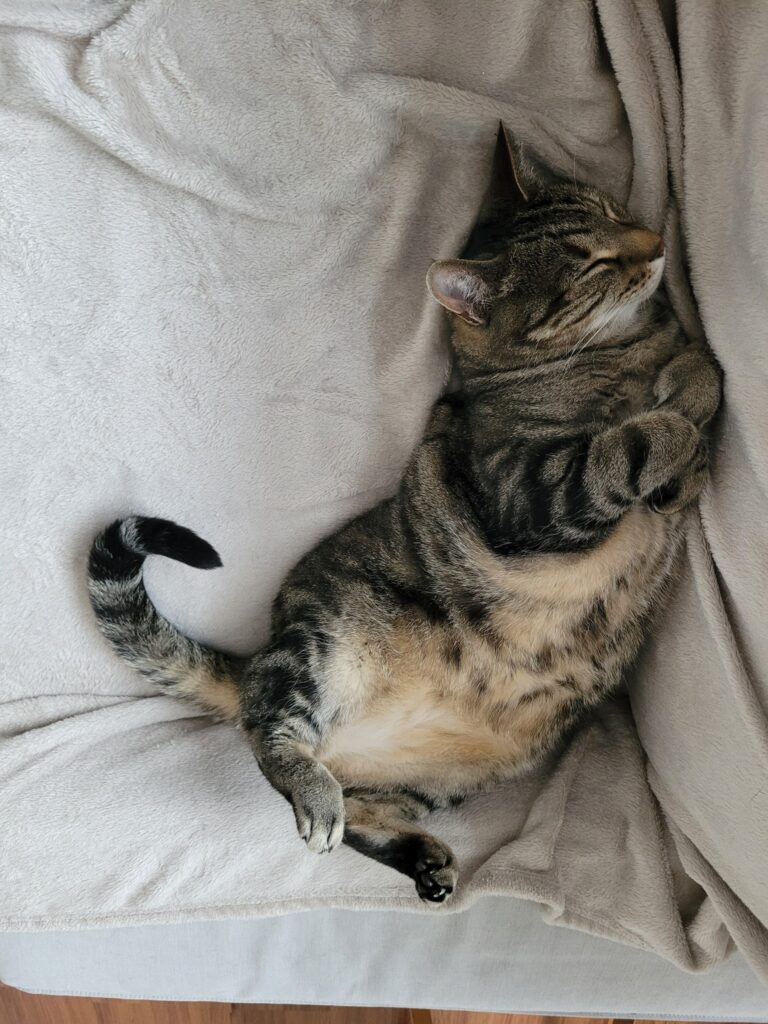 Mr Shtoenks and Bella are Safe And Sound in the UK Keringa-Petwings Pet Transport Testimonials