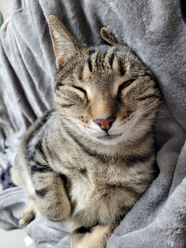 Mr Shtoenks and Bella are Safe And Sound in the UK Keringa-Petwings Pet Transport Testimonials