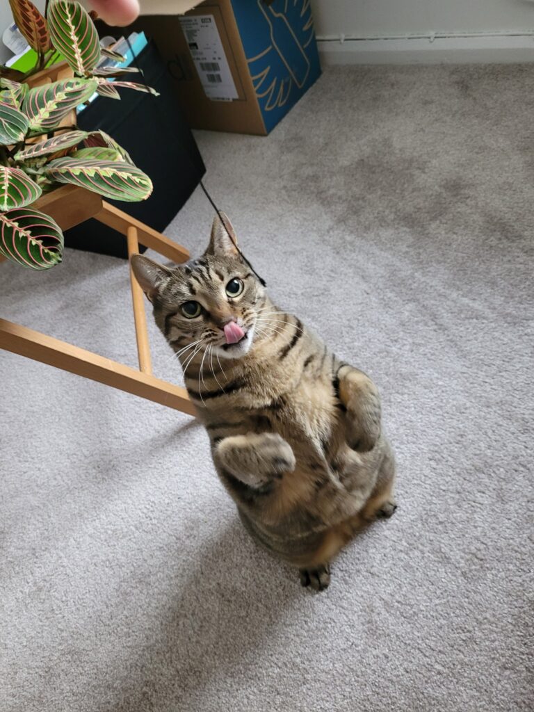 Mr Shtoenks and Bella are Safe And Sound in the UK Keringa-Petwings Pet Transport Testimonials