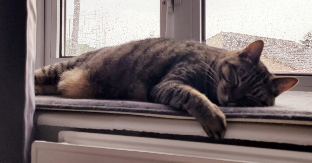 Mr Shtoenks and Bella are Safe And Sound in the UK Keringa-Petwings Pet Transport Testimonials