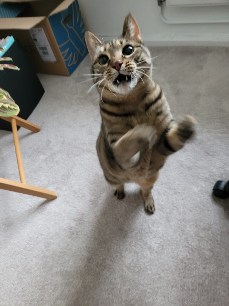 Mr Shtoenks and Bella are Safe And Sound in the UK Keringa-Petwings Pet Transport Testimonials