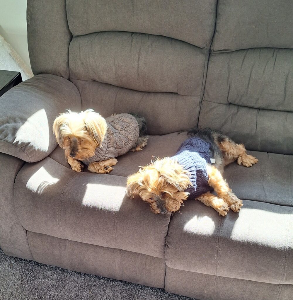 Bella and Pixie in Their New Home in New Zealand 🐕❤️🇳🇿