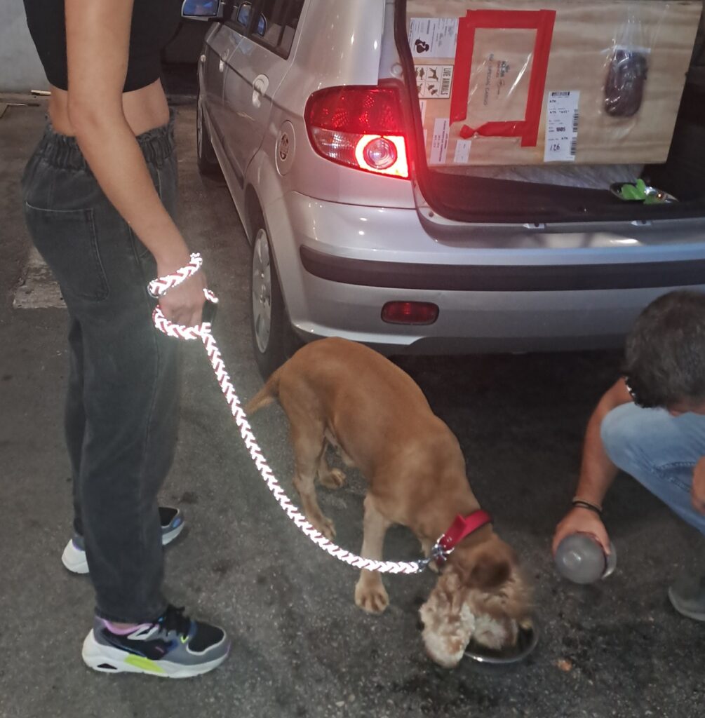 Greko is Safe and Sound in Greece 🐶❤️🇬🇷