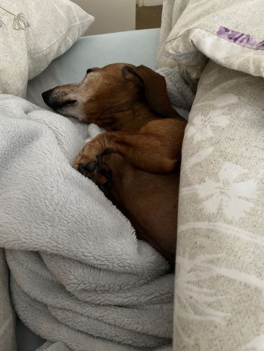 Milo: From Portugal to the Midlands in South Africa 🐕❤️🇿🇦