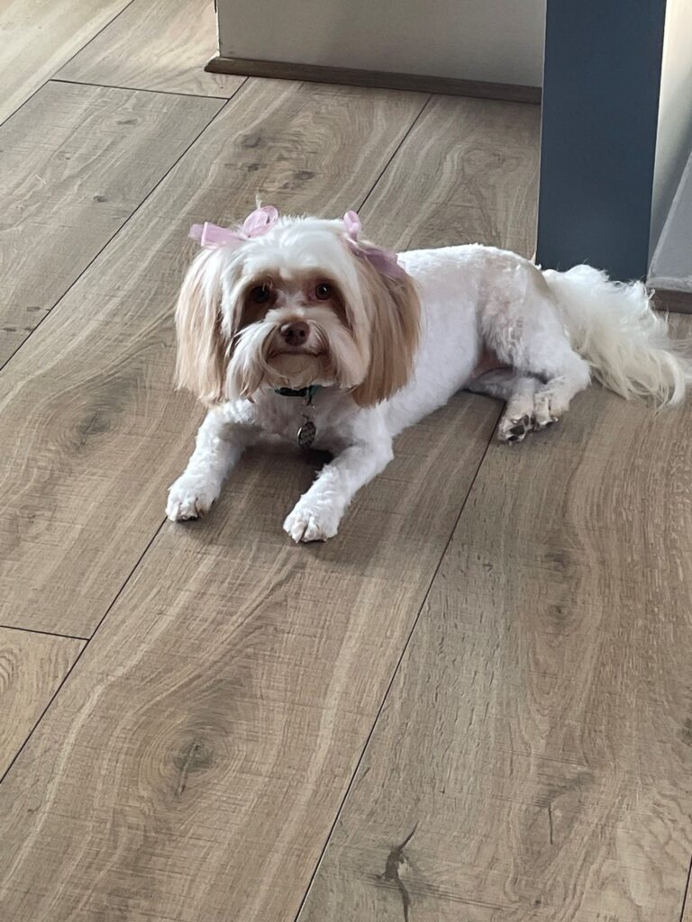 Popcorn and Porsche Have Arrived Safely in Germany 🐶❤️🇩🇪