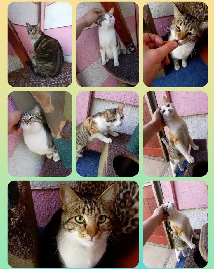 Sky and Luna Have Arrived Safely in the USA ❤️🐈🇺🇸