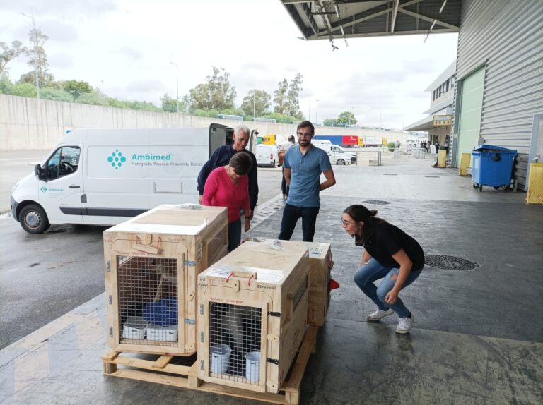 Slinky, Rudy and Luna Have Arrived Safely in Portugal 🐶❤️🇵🇹