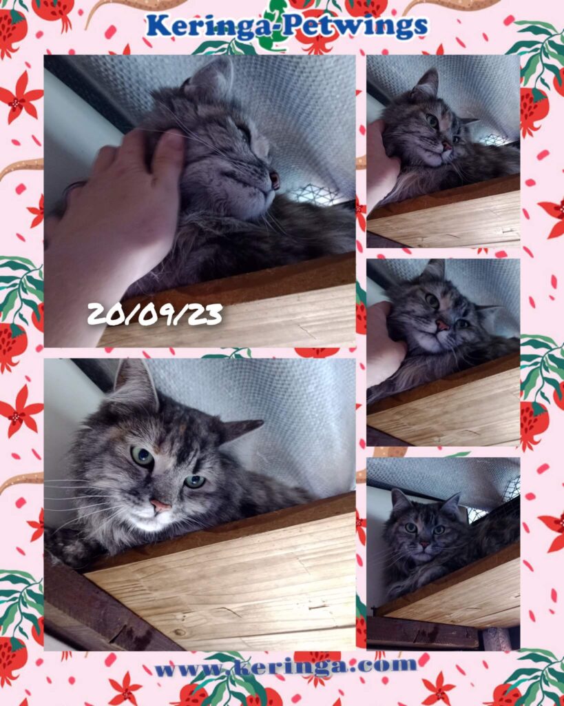 Smudge Has Joined Her Family in George, South Africa ❤️🐈🇿🇦