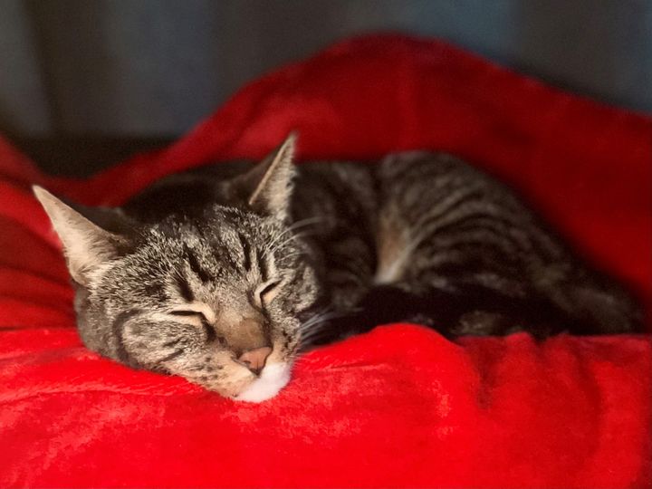 Anabelle, one of our 50th Birthday Lucky Draw Prize Winners, is Staying at Keringa-Petwings 🐶❤️🇦🇺