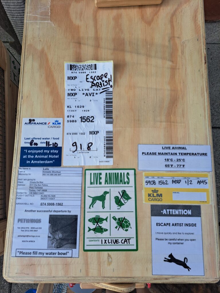 Coco and Lulu Are Safe and Sound in Italy 🐈❤️🇮🇹