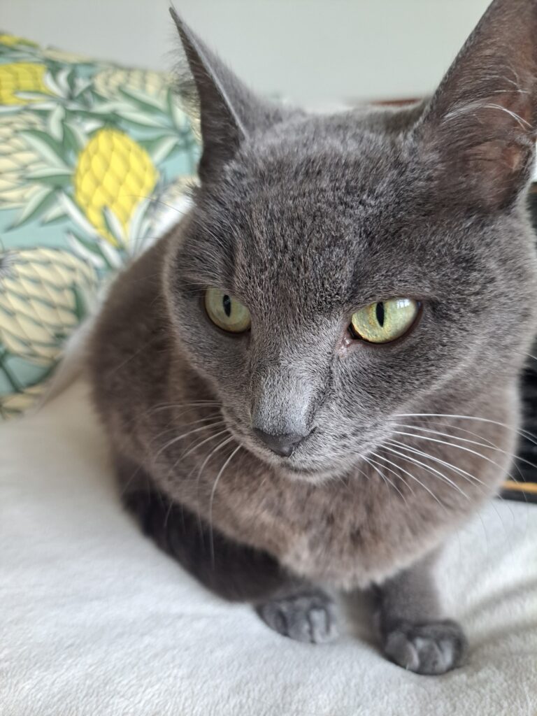 Coco and Lulu Are Safe and Sound in Italy 🐈❤️🇮🇹