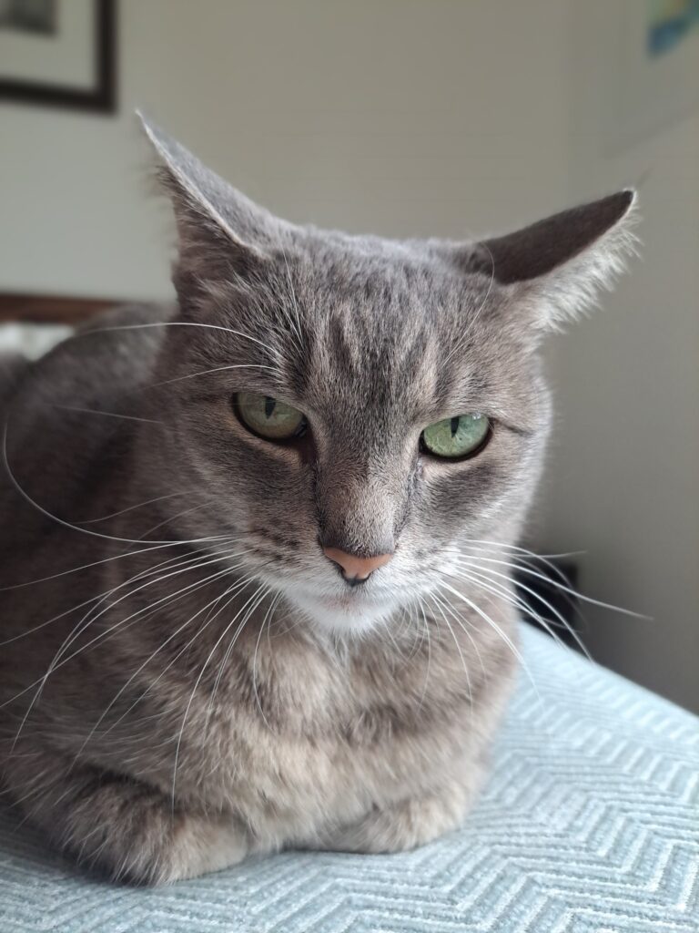 Coco and Lulu Are Safe and Sound in Italy 🐈❤️🇮🇹