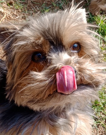 Haylee and Tinkerbelle Have Flown Off to New Zealand