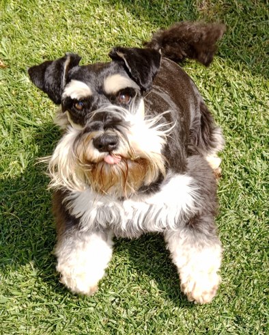 Madison has flown off to her family in Australia 🐶❤️🇦🇺