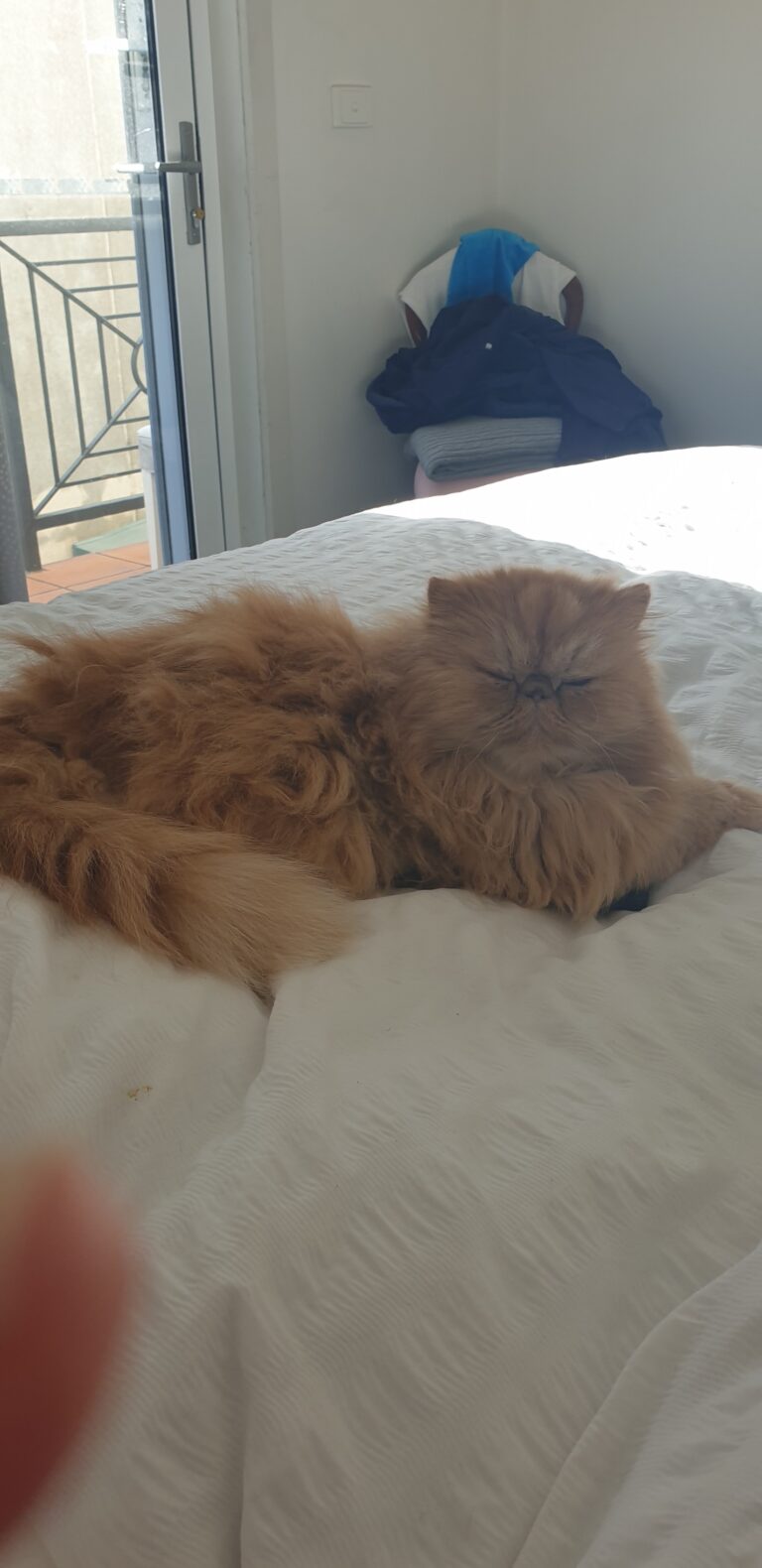 Skyla Has Arrived Safely in Australia 🇦🇺🐈❤️