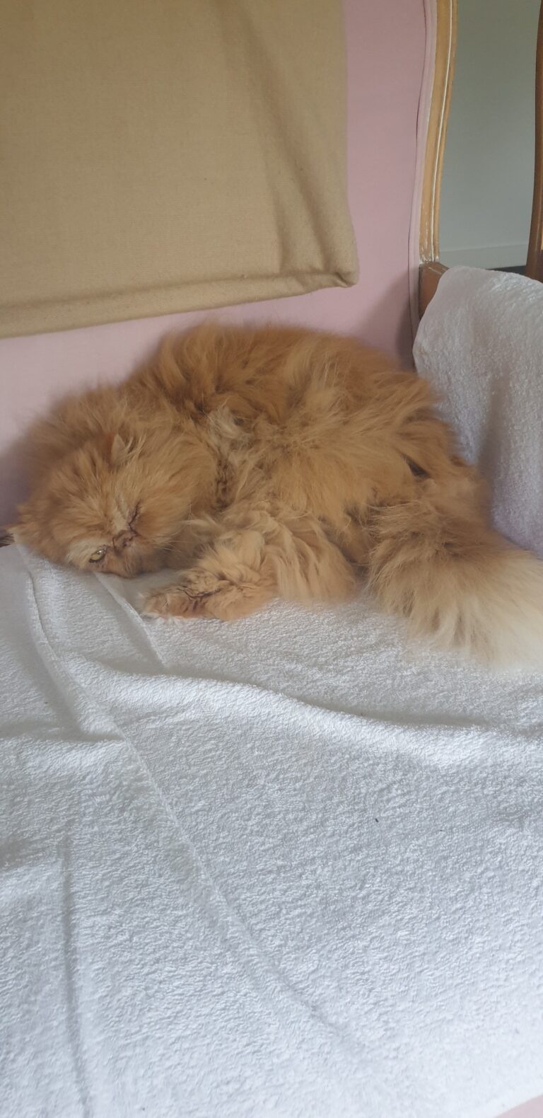 Skyla Has Arrived Safely in Australia 🇦🇺🐈❤️