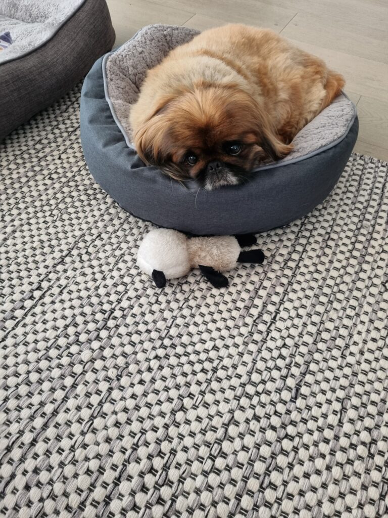 Sushi and Sumo Have Arrived Safely in Australia 🐶❤️🇦🇺