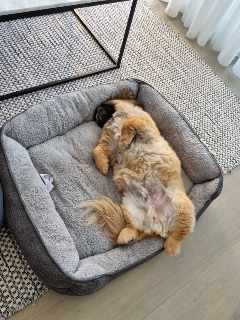 Sushi and Sumo Have Arrived Safely in Australia 🐶❤️🇦🇺