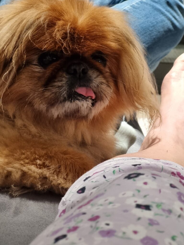 Sushi and Sumo Have Arrived Safely in Australia 🐶❤️🇦🇺