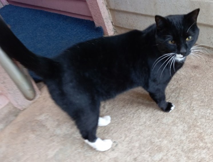 We're Going to Miss You, Mascara - But we're so Happy You've Arrived Safely in Australia 🇦🇺🐈❤️