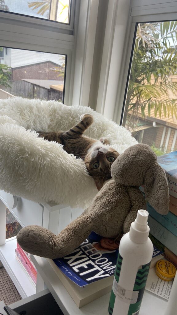 Jack, Ollie, and Sophie Have Joined Their People in Australia Keringa-Petwings Pet Transport Testimonials