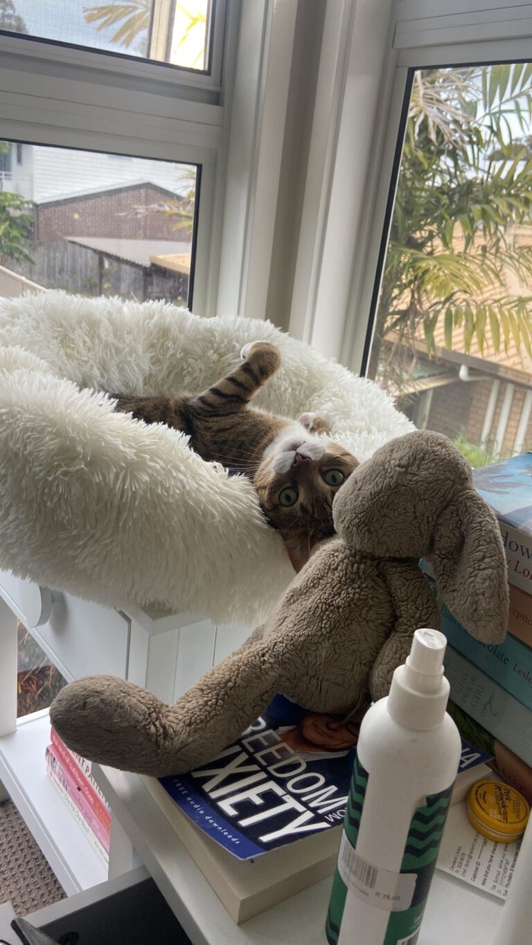 Jack, Ollie, and Sophie Have Joined Their People in Australia Keringa-Petwings Pet Transport Testimonials