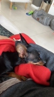 Jack, Ollie, and Sophie Have Joined Their People in Australia Keringa-Petwings Pet Transport Testimonials