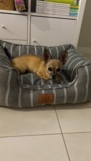 Jack, Ollie, and Sophie Have Joined Their People in Australia Keringa-Petwings Pet Transport Testimonials