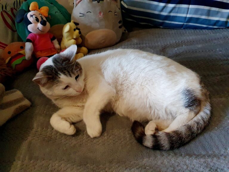 Litchi, Hobbes, And Peanut: Botswana to South Africa and Then on to China 🐈❤️🇨🇳