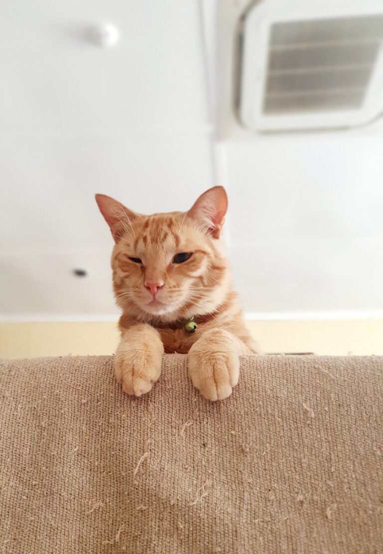 Litchi, Hobbes, And Peanut: Botswana to South Africa and Then on to China 🐈❤️🇨🇳