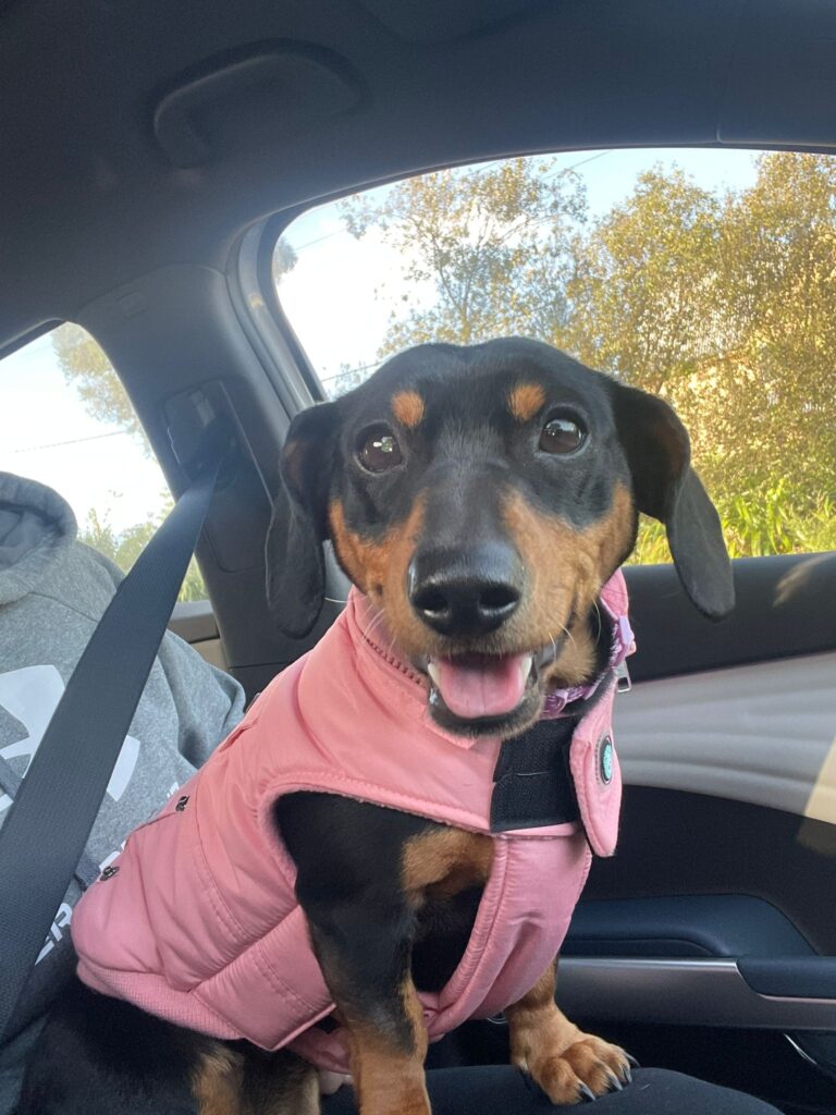 Luna is Safe and Sound in New Zealand Keringa-Petwings Pet Transport Testimonials