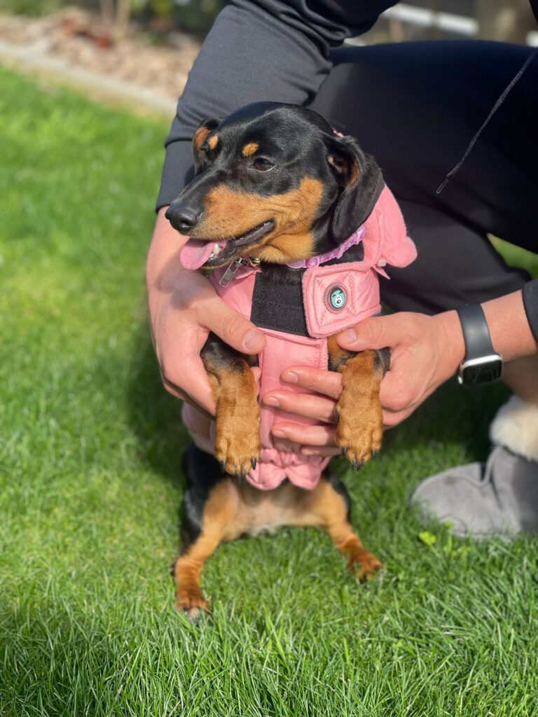 Luna is Safe and Sound in New Zealand Keringa-Petwings Pet Transport Testimonials