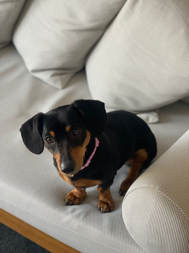 Luna is Safe and Sound in New Zealand Keringa-Petwings Pet Transport Testimonials